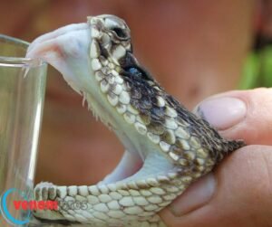 Snake venom