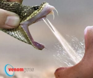 Snake venom