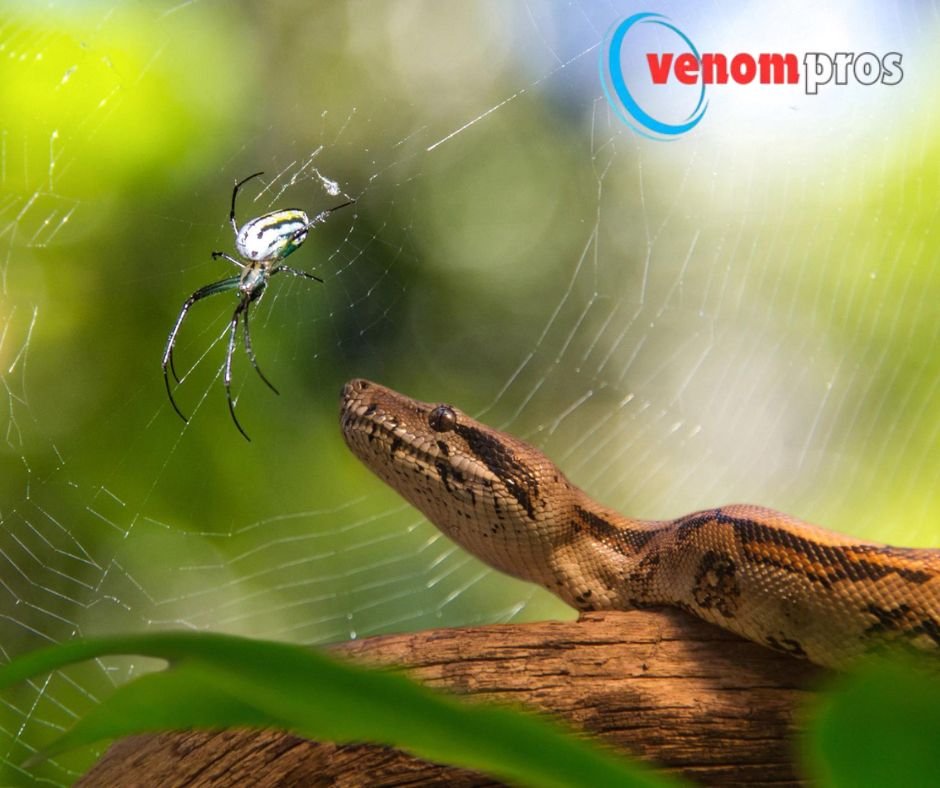 Spider Venom
