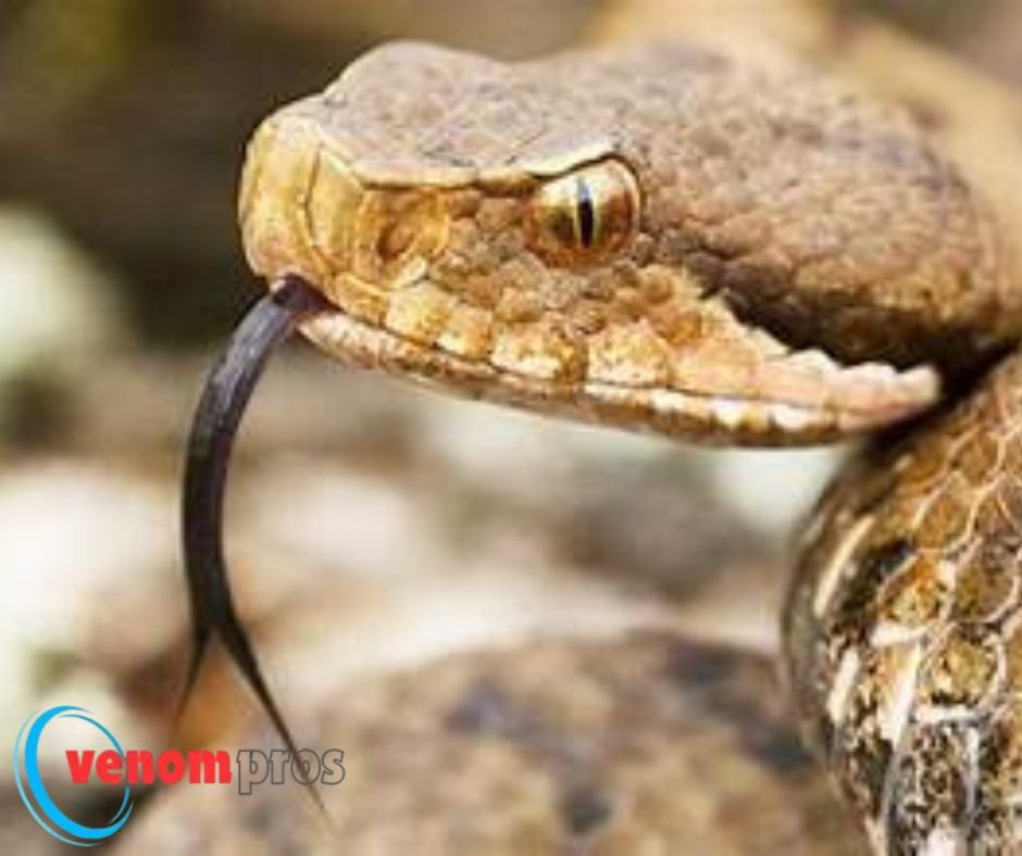 Venomous Beasts: Nature's Deadliest Creatures - best1